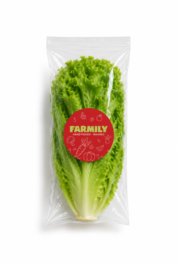 Lettuce | خس